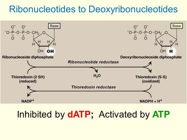 Basic Synthesis Of Deoxyribonucleotides At Cellular Levels