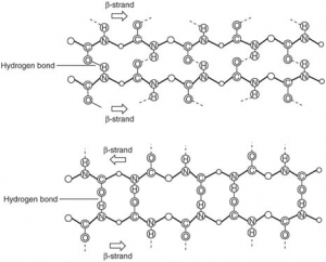 structure secondary beta proteins pleated alpha protein sheet primary loops rise references