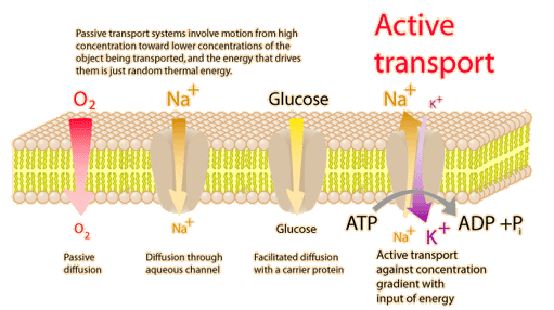 Active Transport The Specially Designed Cell Membrane Mechanism