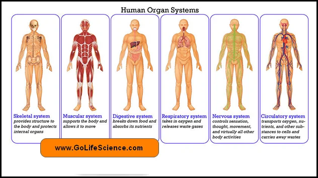 Human Organs and Organ Systems - Advanced