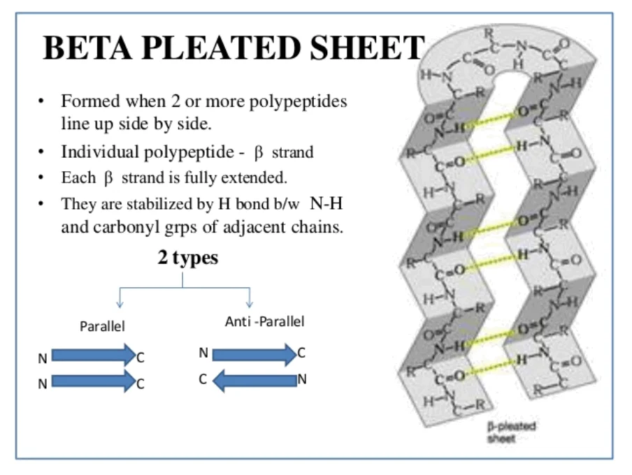 Secondary Structure Of Proteins Structure Types And 57 OFF