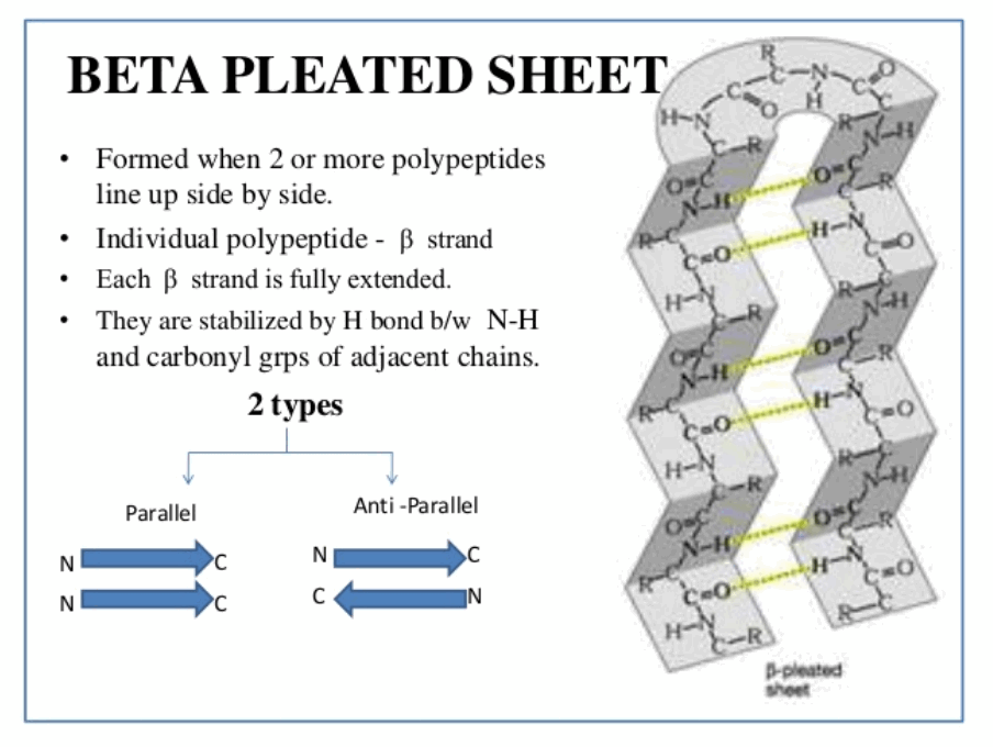 What Are The Secondary Structure Of Proteins What Are The Secondary Structure Of Proteins