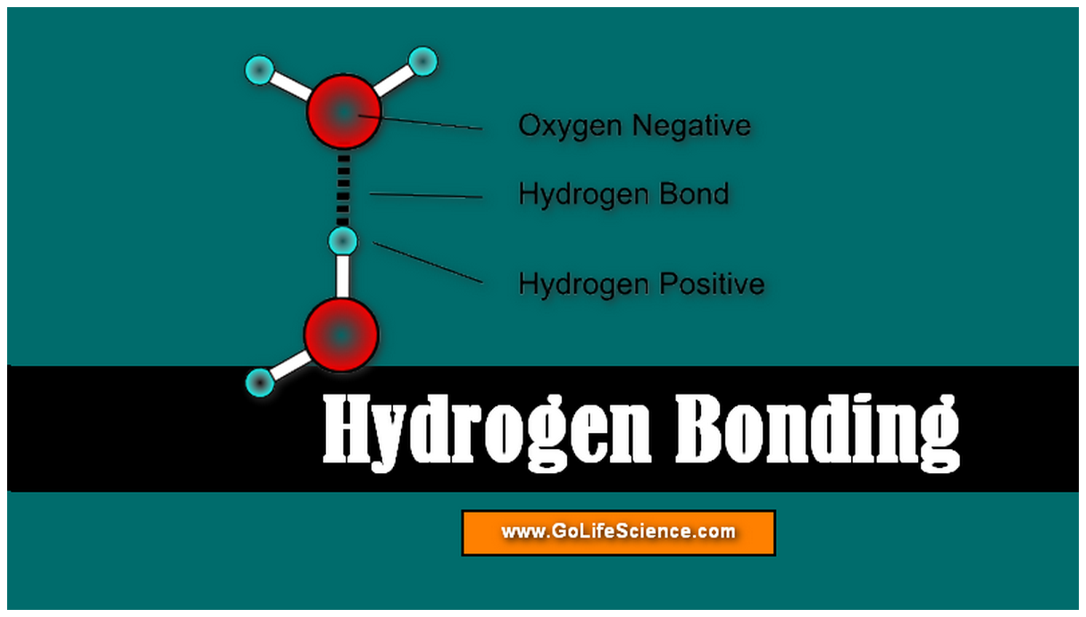 Hydrogen Bonding What Is Hydrogen Bonding And Its Types