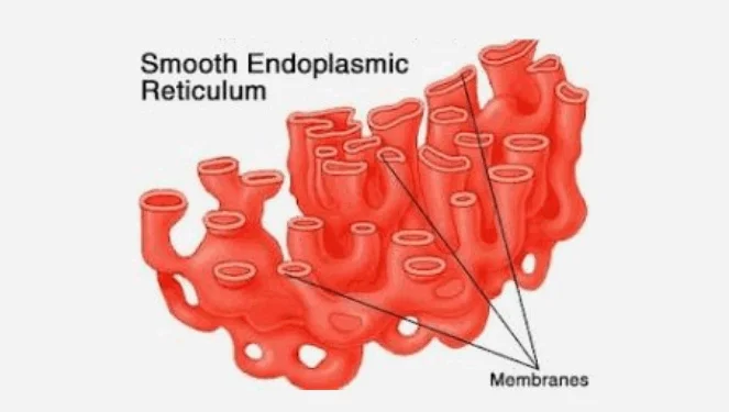 Smooth Endoplasmic Reticulum (SER): Structure, Functions