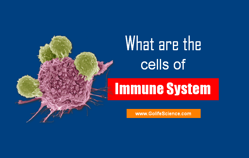 Cells Of Immune System What Are The Basic Immune Cells In Immunology 3899