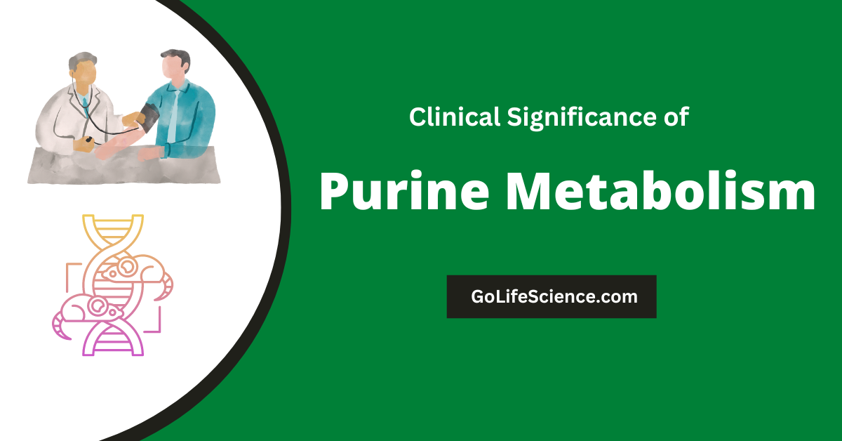 Clinical significance of purine metabolism