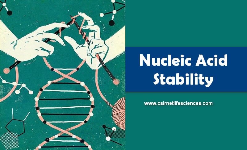 Nucleic Acid Stability : Stabilization in biological systems