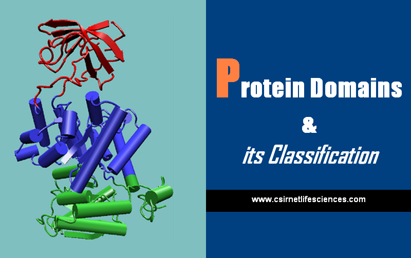 Protein domians and its classification