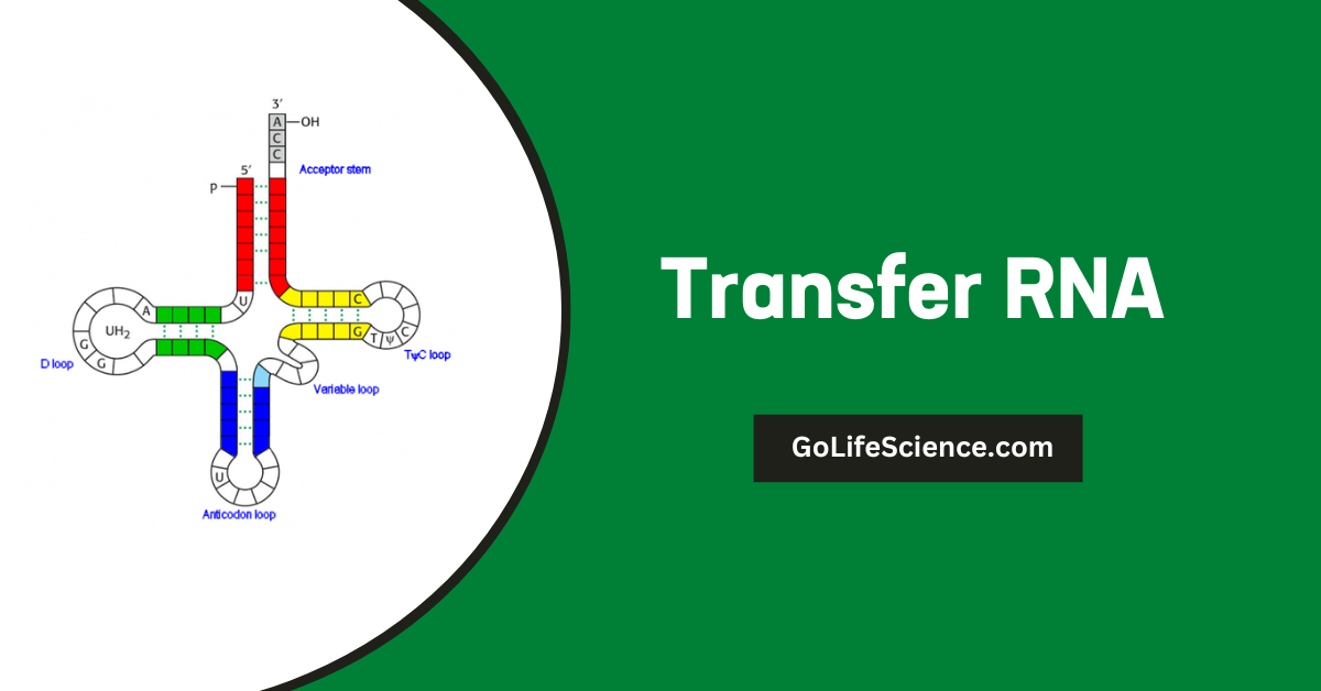 Transfer RNA: The Molecular Translator of the Genetic Code Transfer RNA (tRNA)