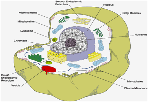 The Cell - Structure and Functions (Synopsis Points)