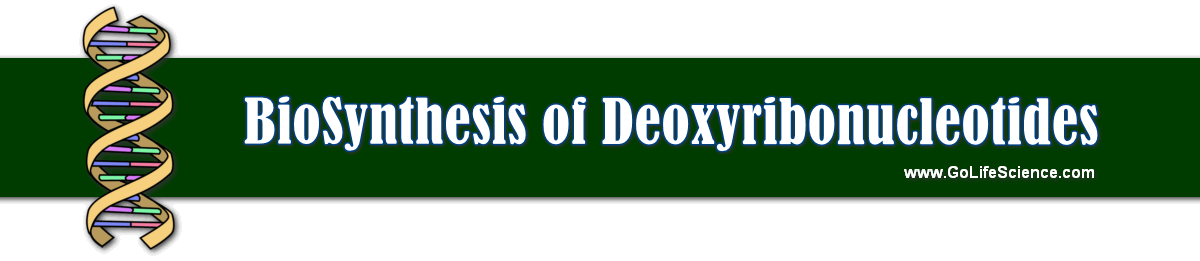 bioSynthesis of Deoxyribonucleotides