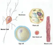 The Cell - Structure and Functions (Synopsis Points)