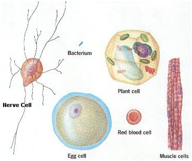 cell types in eukaryotes