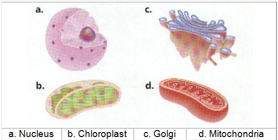 shapes of Cell and organelles 