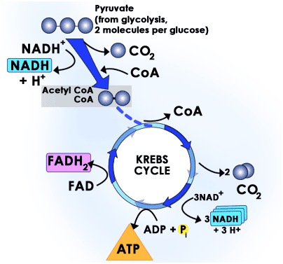 Carbohydrate Metabolism Basic Overview