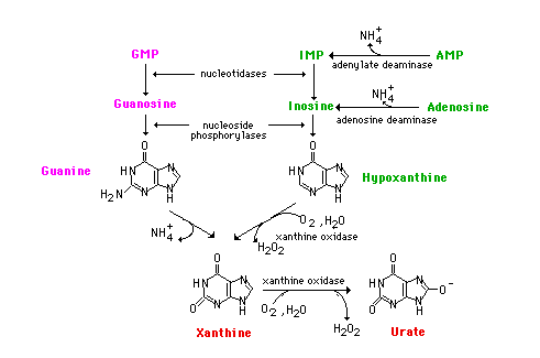 Salvage Pathway of Pyrimidine Nucleotides (Catabolism of Nucleotide molecules)