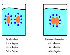 Hydrophobic interaction in protein - Basics and Structure