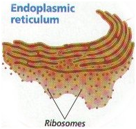 Endoplasmic reticulum