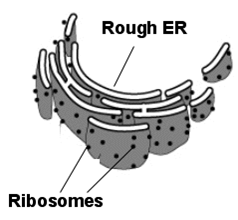rough ER in ribosomes