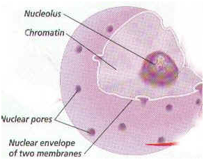 Structure of Nucleus 