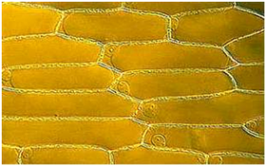 cell wall (Microscopic view)