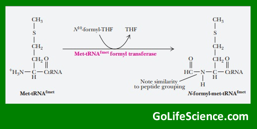 Transfer RNA: The Molecular Translator of the Genetic Code meth tRNA