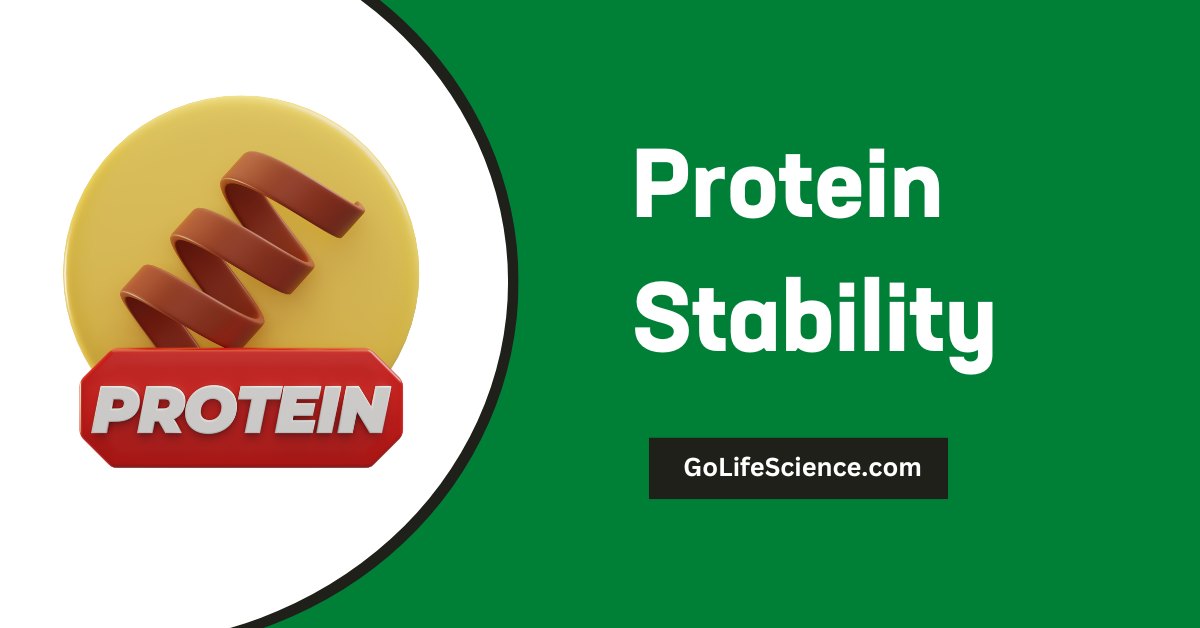 Protein Stability: Impact on Biological Systems and Biotechnology protein stability