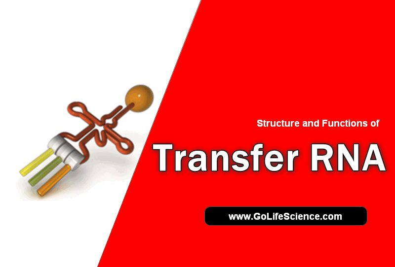 transfer-rna-smallest-polymeric-form-rna-for-nuclear-processing