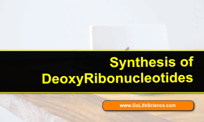 What is the basic bioSynthesis of Deoxyribonucleotides?