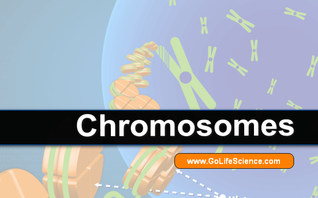 What are the structure of Chromosomes, Types and its Functions?