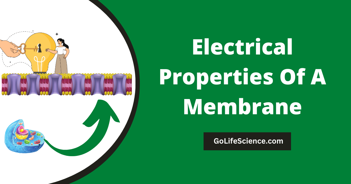 Electrical Properties of Cell Membranes Electrical Properties Of A Membrane