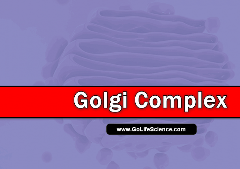 Golgi Complex: The Cellular Transporting System to Carry Secretions