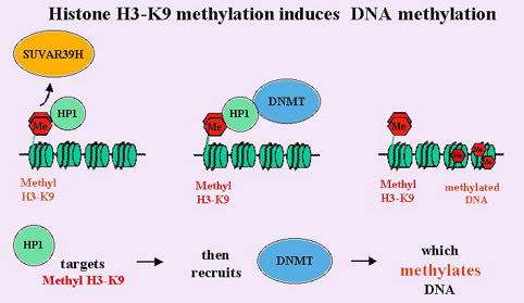 Histone H3-K9 methylation