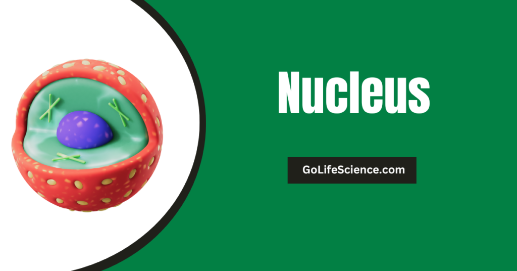 The Nucleus: Structure and Functions of the Cell's Control Center Structure and functions of Nucleus