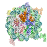 What are the Chromatin Structure and Function