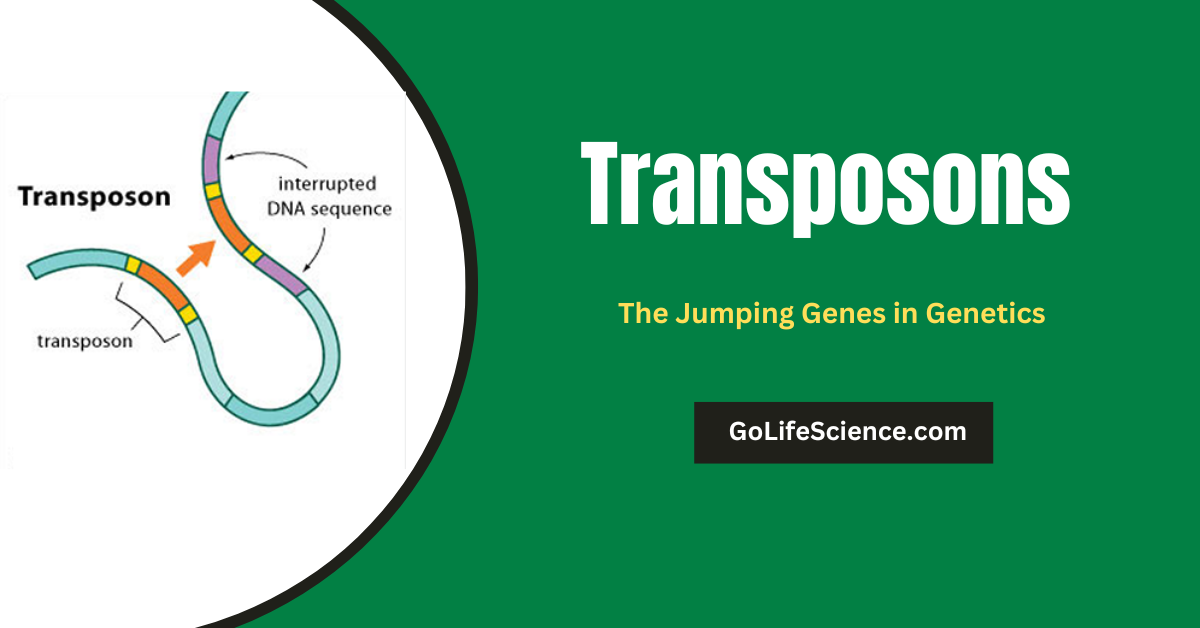 Transposons: The Jumping Genes in Genetics Transposons or jumping genes