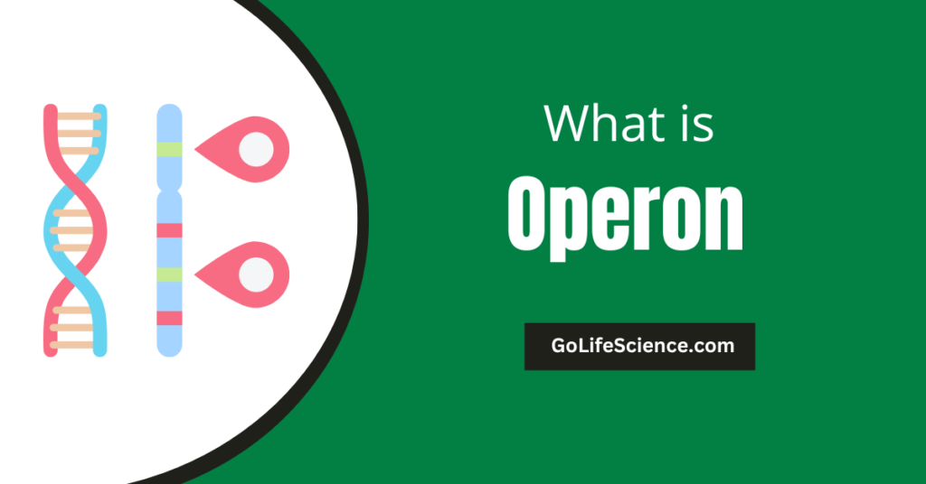 What is an Operon? What is Operon