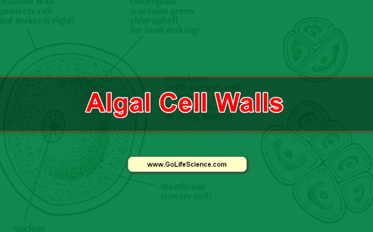 What are the Structure and Composition of Algal Cell Wall?