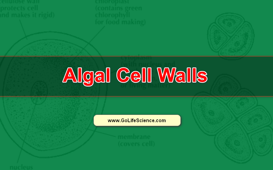 algal cell wall