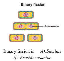 binary fission
