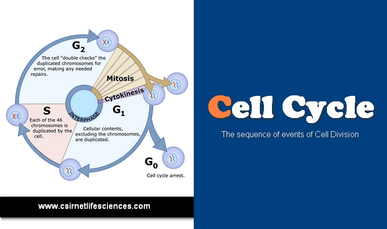 Cell Cycle : Sequential events in Cell Division
