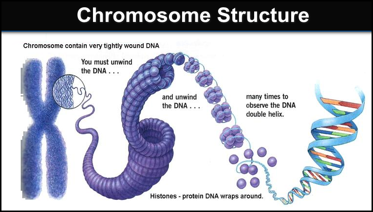 chromosome structure