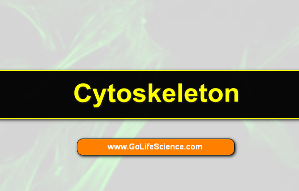 What is the definition and Function of Cytoskeleton?