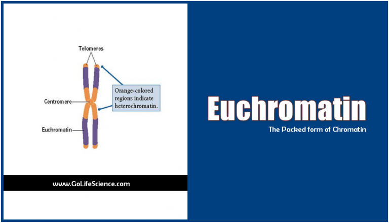 Euchromatin: The Packed form of Chromatin