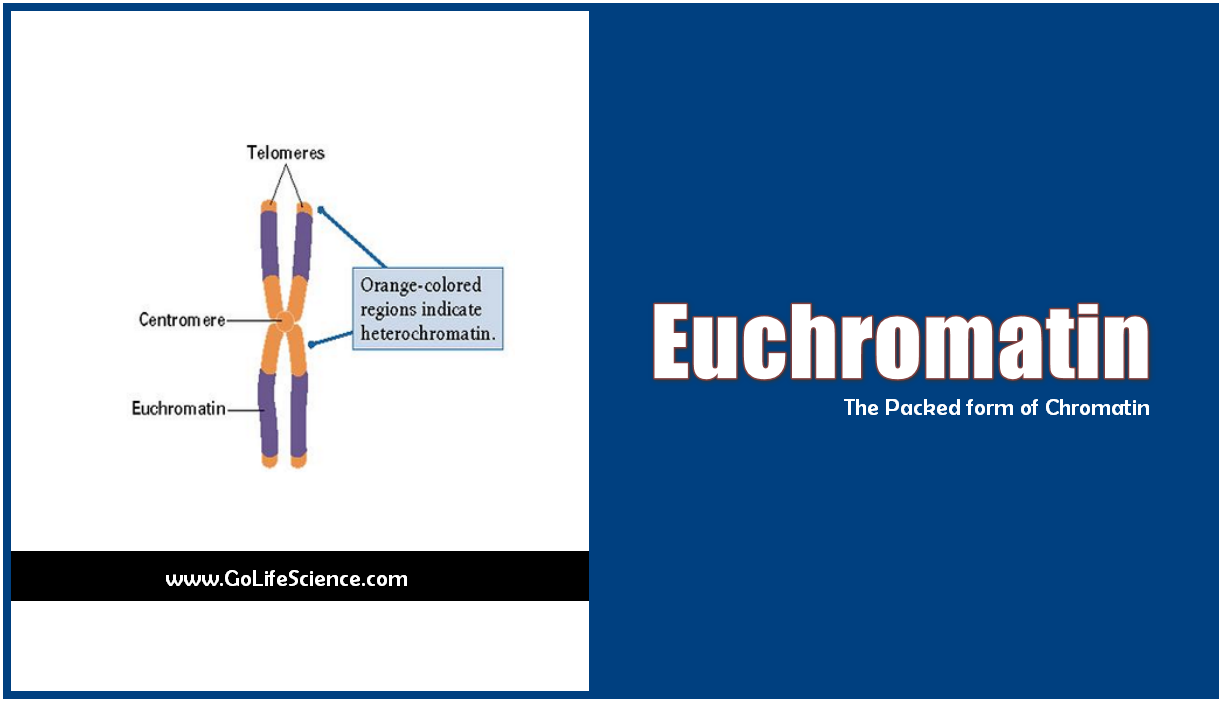 euchromatin - packed form of chromatin