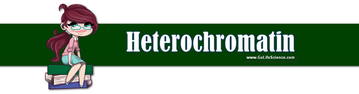 heterochromatin structure