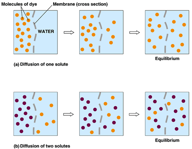 Membrane Protein Diffusion and Its Types