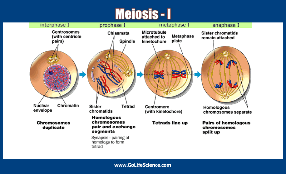 meiosis - I