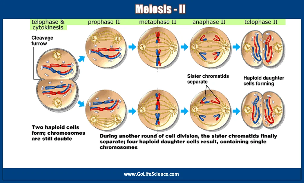 Understanding the Process of Meiosis: A Guide and notes