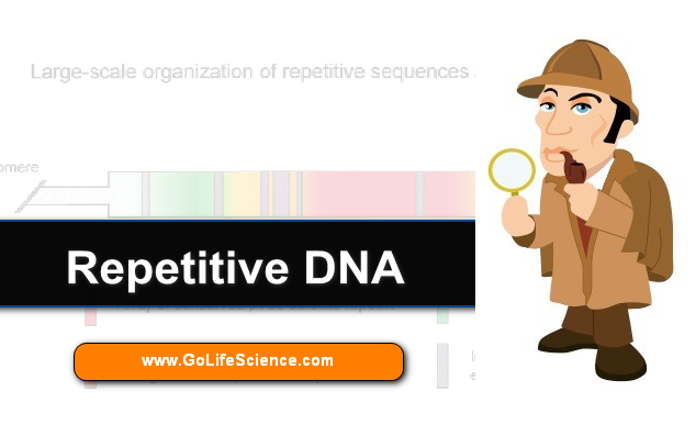 What is Repetitive DNA? Where it is found? What about Renaturation?